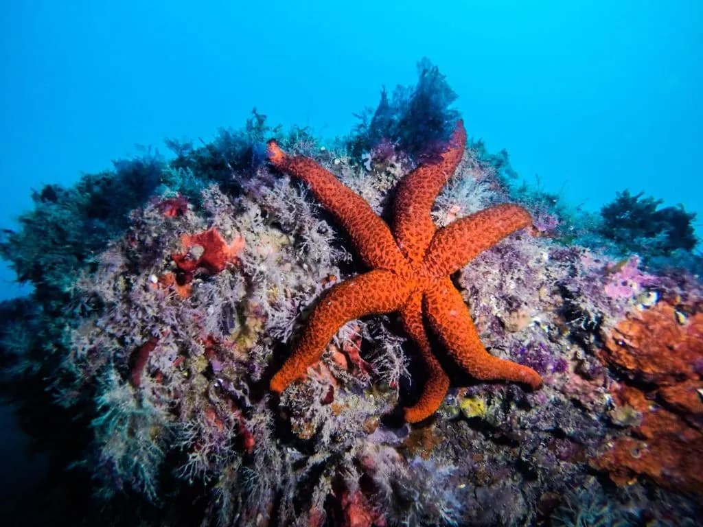 Diving - image 2