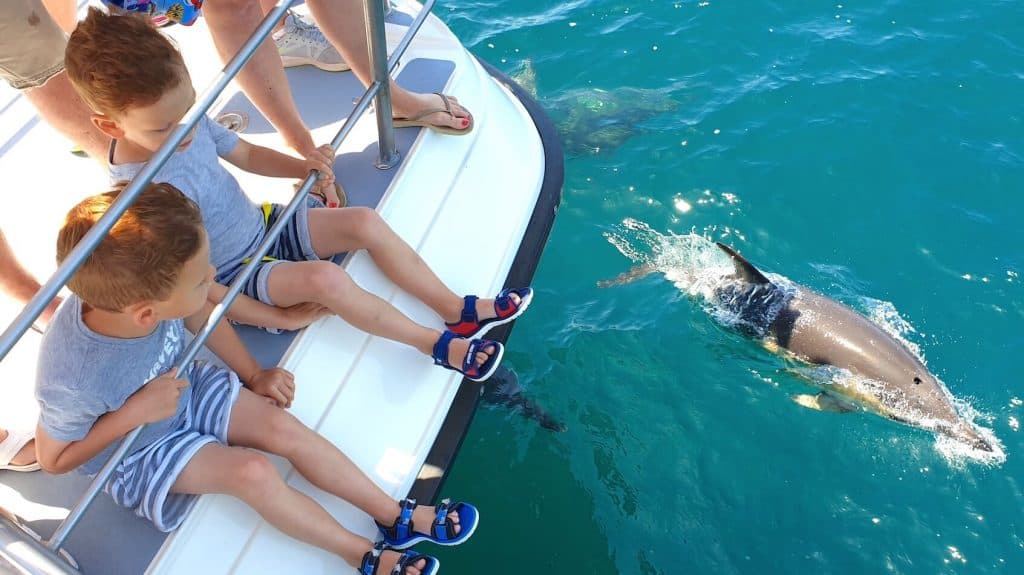 Dolphin Watching Tour - image 2
