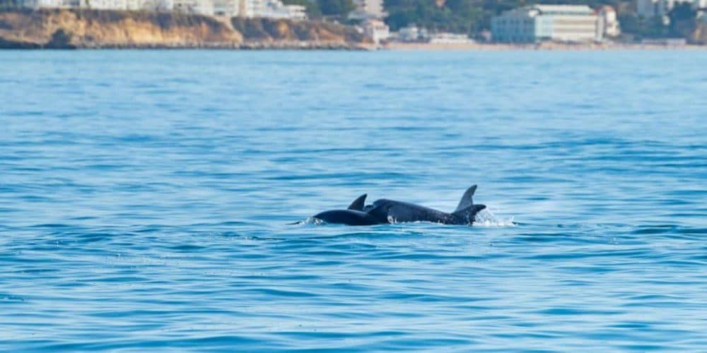 Dolphin Watching Tour - image 3