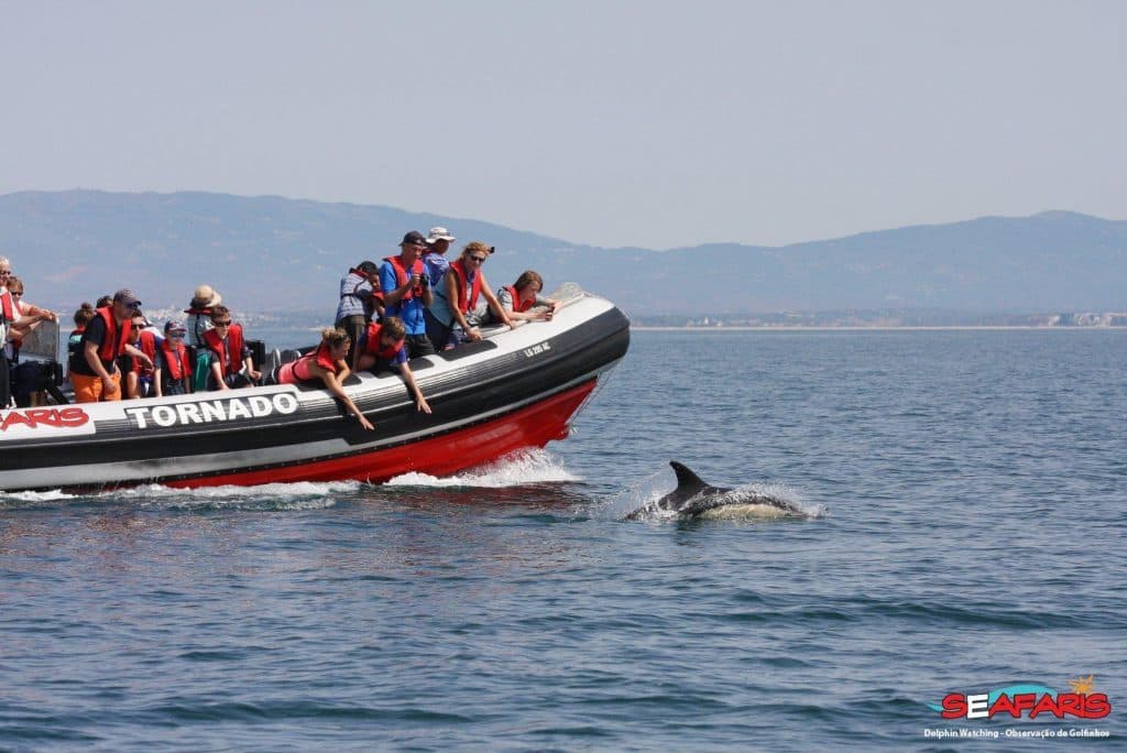 Dolphin Watching Tour - image 4