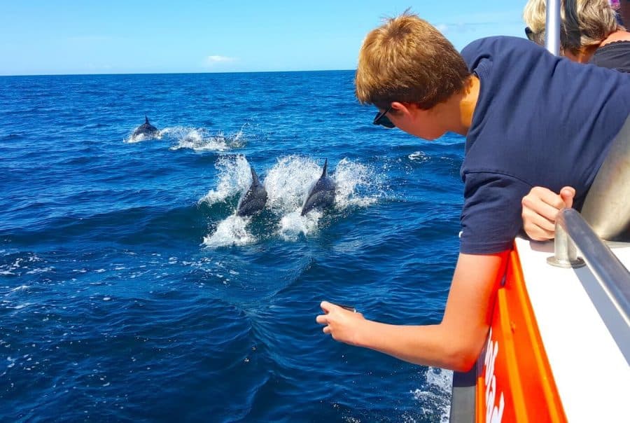 Dolphin Watching Tour - image 5
